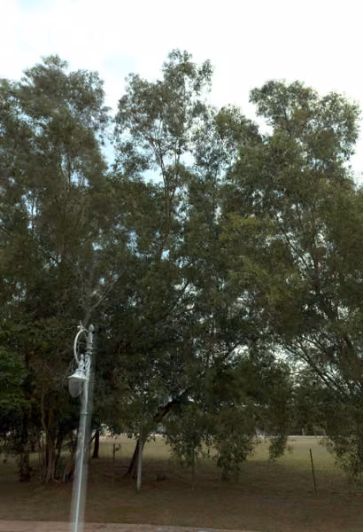 tree photo