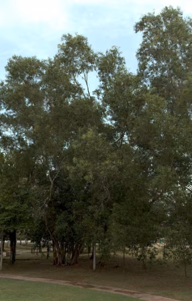 tree photo