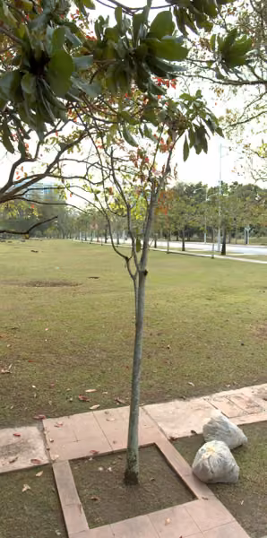 tree photo