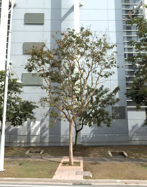 tree photo