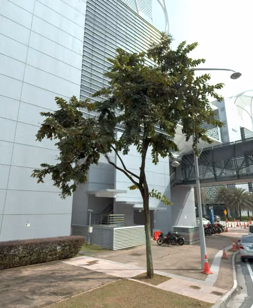 tree photo