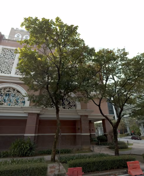 tree photo