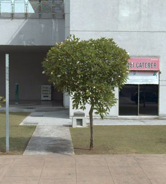 tree photo