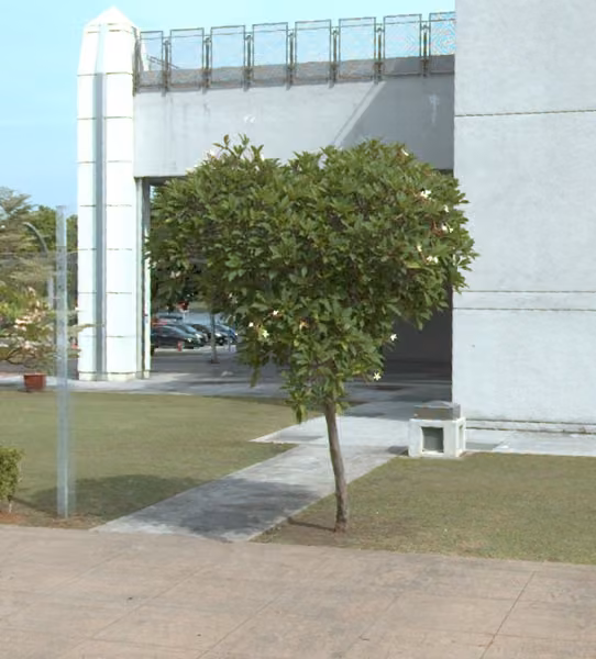 tree photo