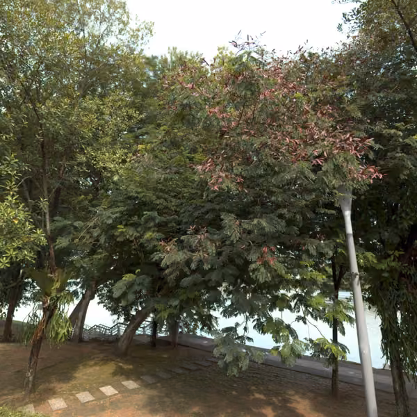 tree photo