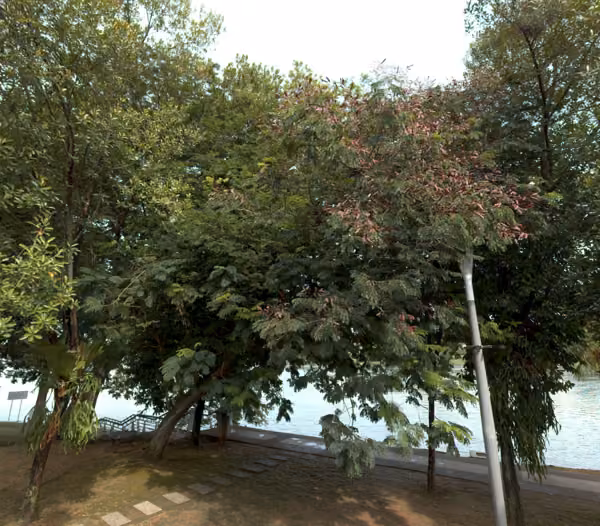 tree photo