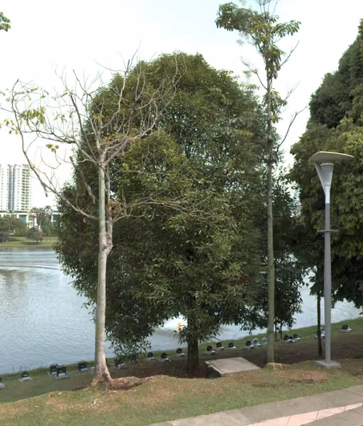 tree photo