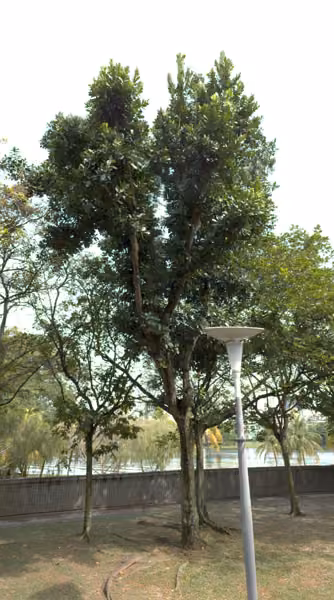 tree photo