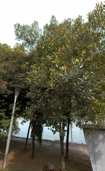 tree photo