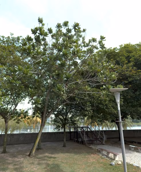 tree photo