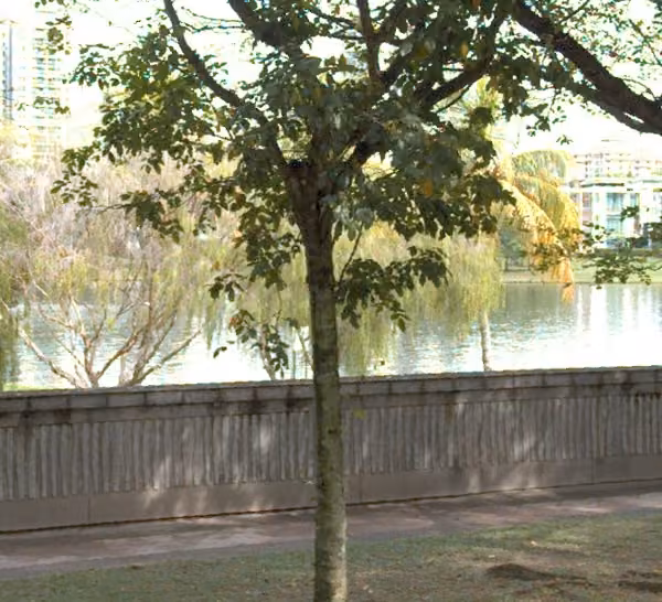 tree photo