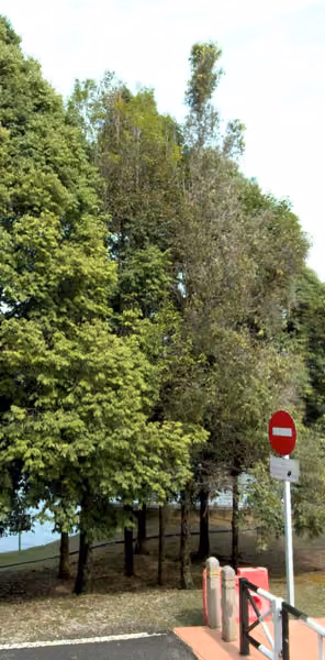 tree photo
