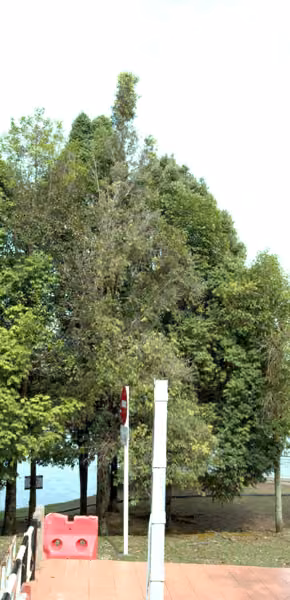 tree photo