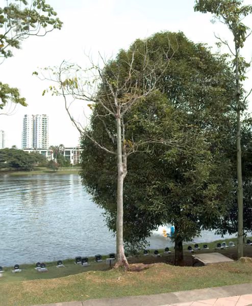 tree photo