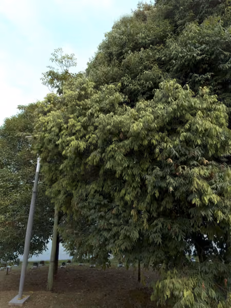 tree photo