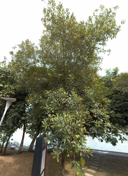 tree photo