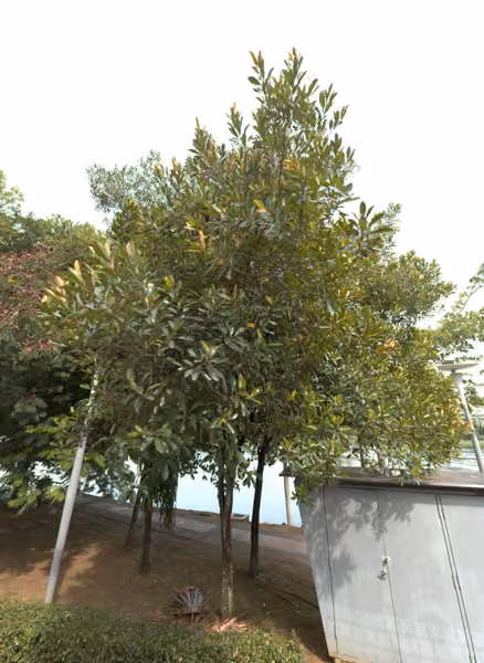 tree photo