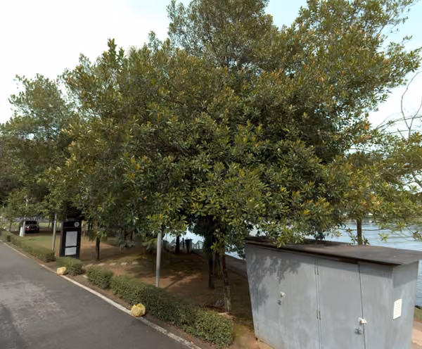 tree photo