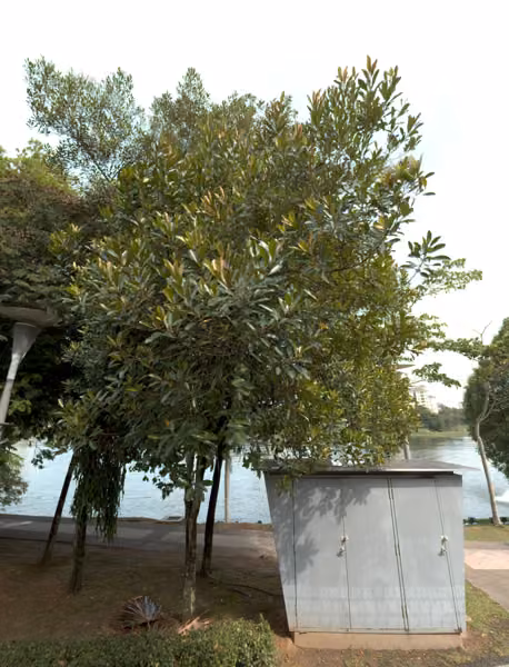 tree photo