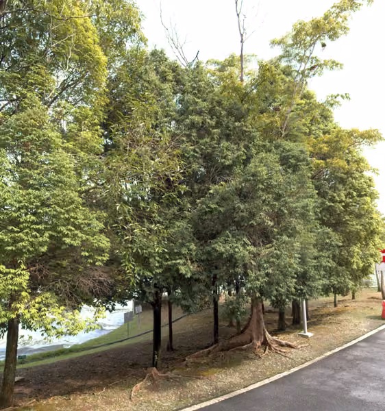 tree photo