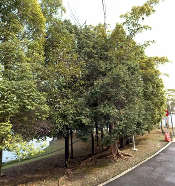 tree photo