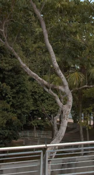 tree photo