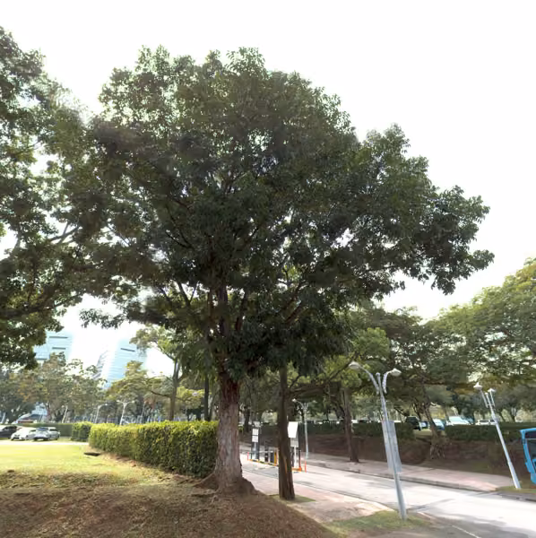 tree photo