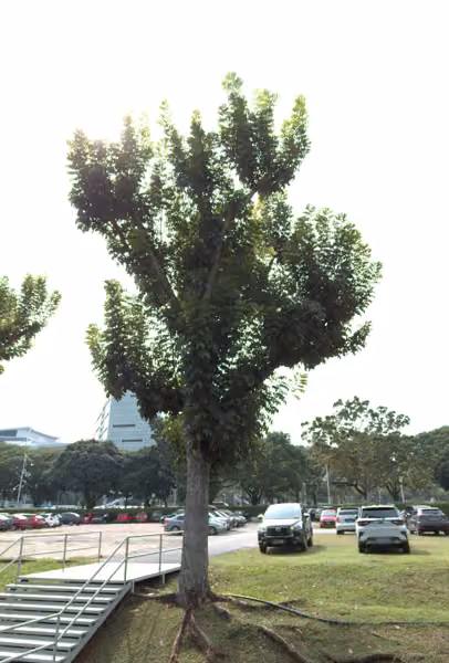 tree photo