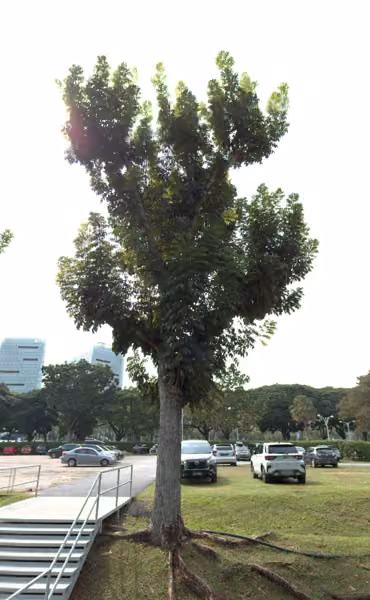 tree photo