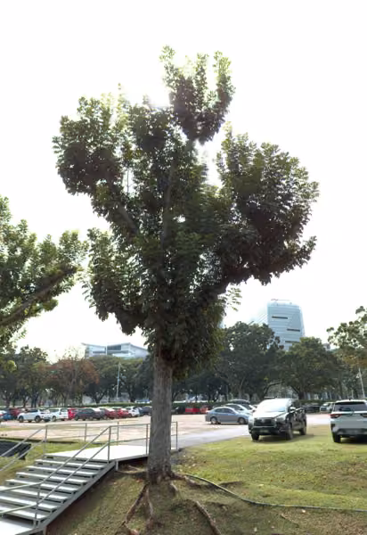 tree photo