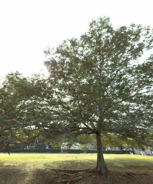 tree photo