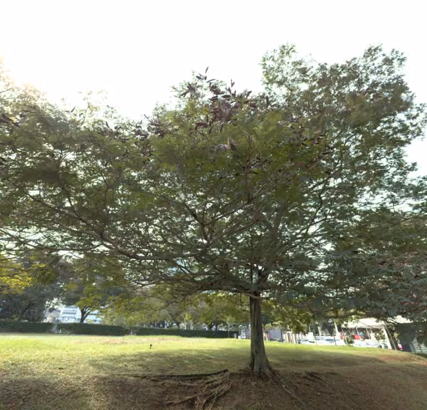 tree photo
