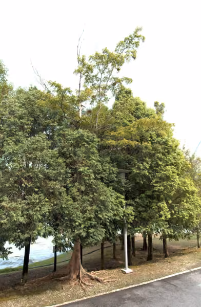 tree photo