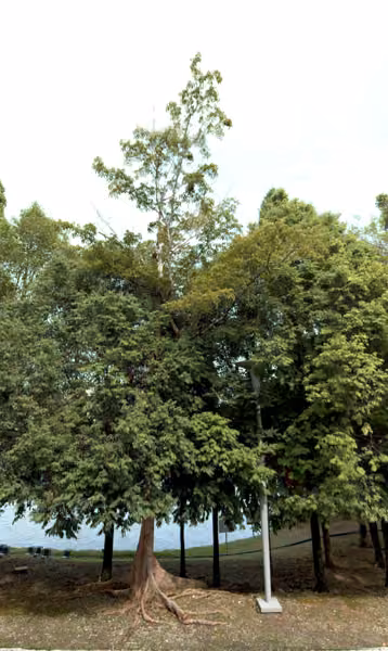 tree photo