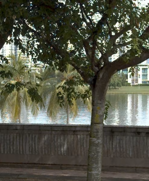 tree photo