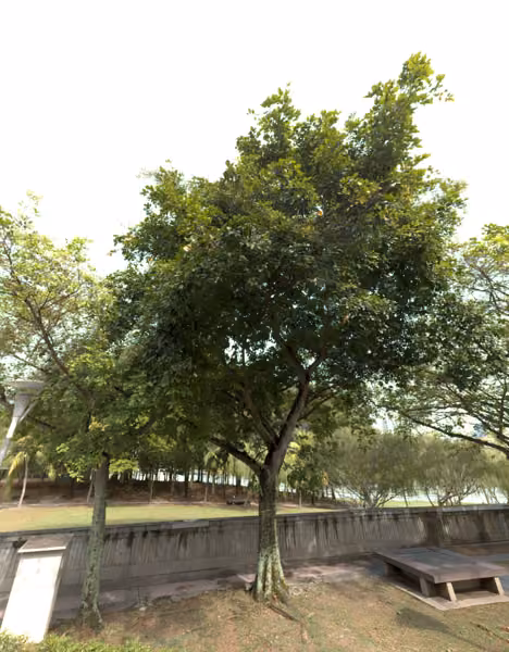 tree photo