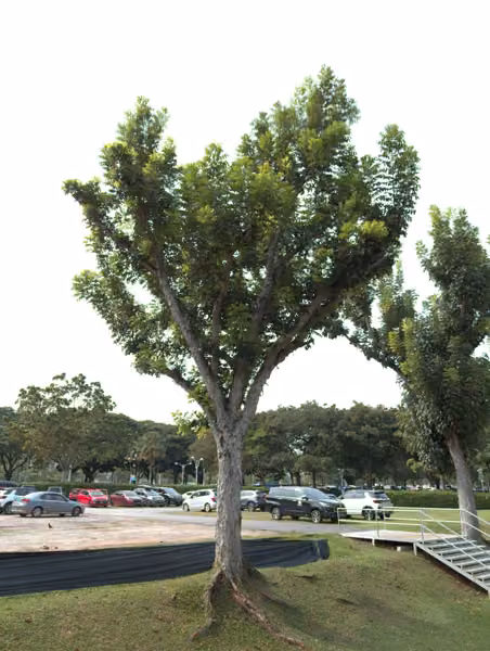 tree photo
