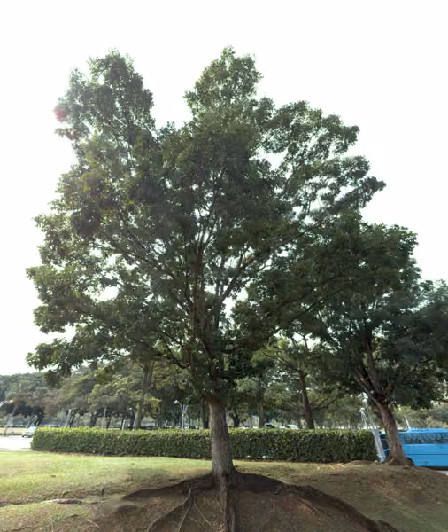 tree photo