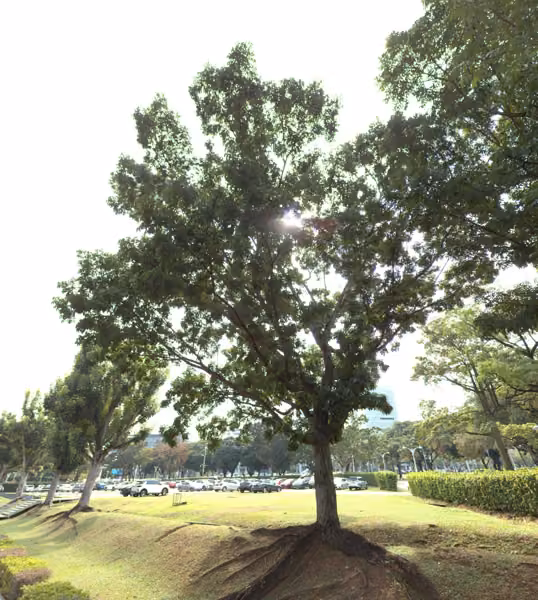 tree photo