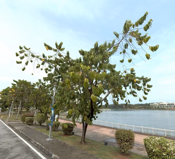 tree photo
