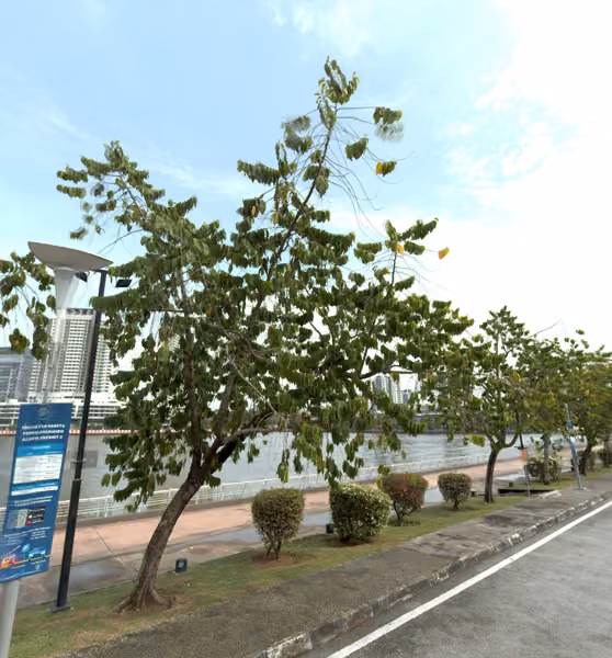 tree photo