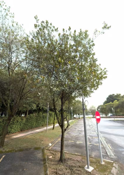 tree photo