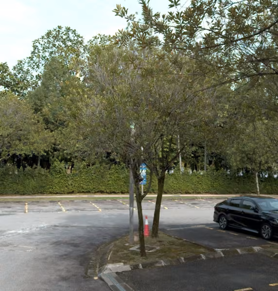 tree photo
