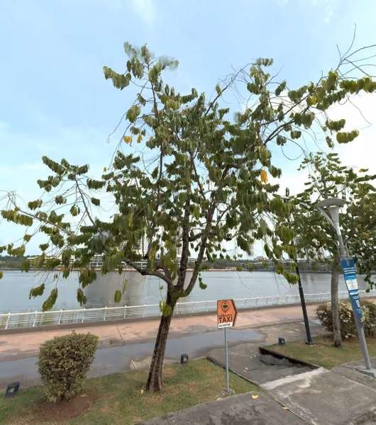 tree photo