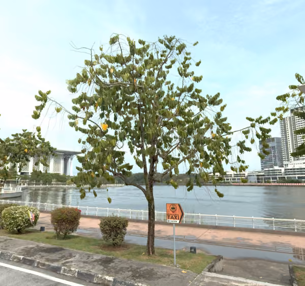 tree photo