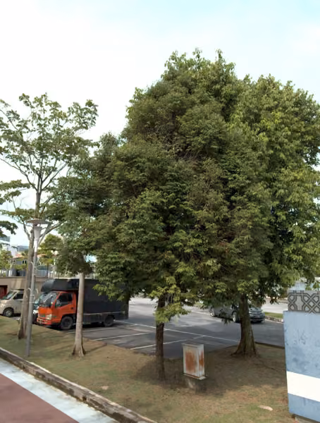 tree photo