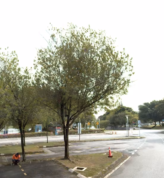 tree photo
