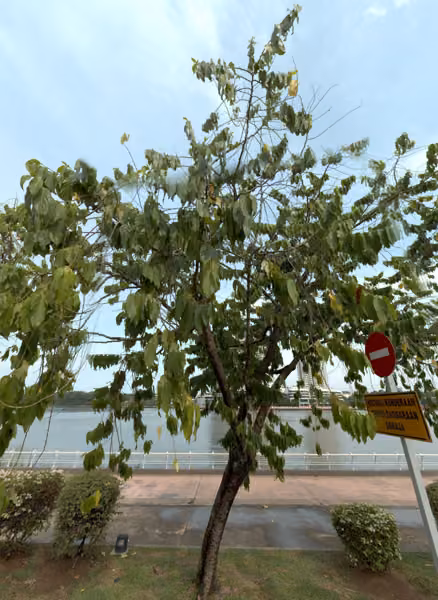 tree photo