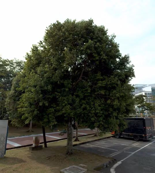 tree photo