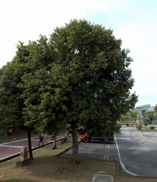 tree photo